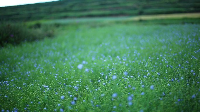 陇南  亚麻胡麻地