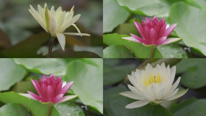 雨后莲花空镜实拍素材