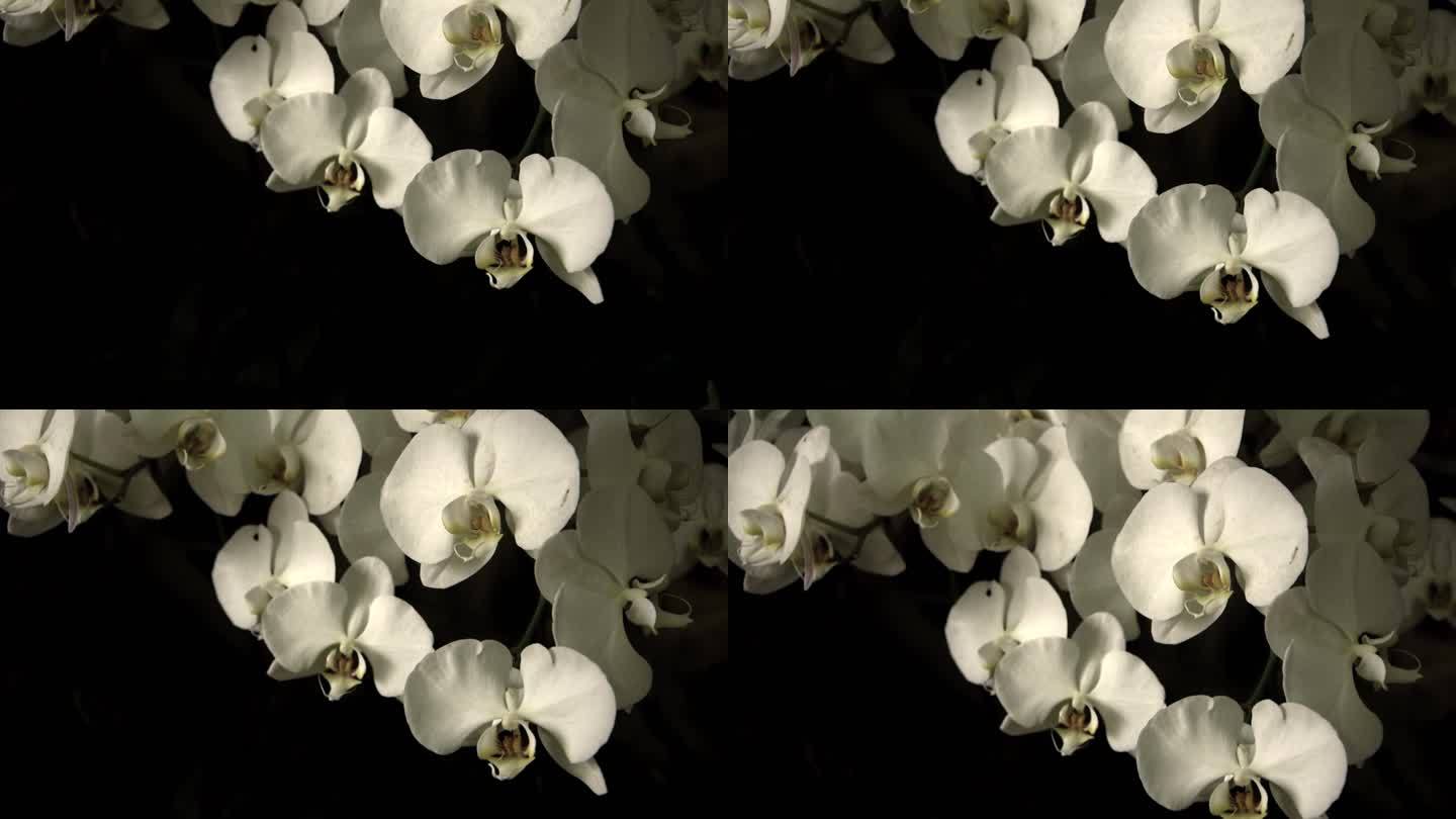 白色蝴蝶兰花空镜视频花朵实拍素材