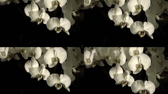 白色蝴蝶兰花空镜视频花朵实拍素材