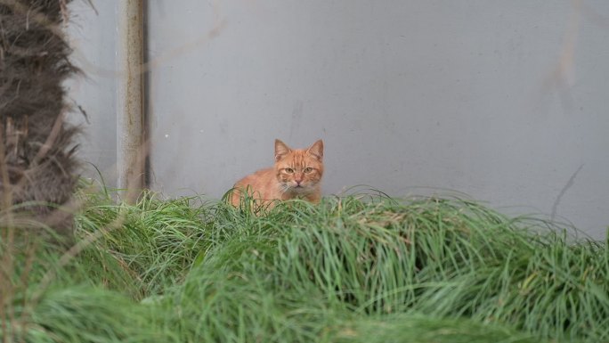 猫咪 小猫 猫猫 视频 空镜 空镜头