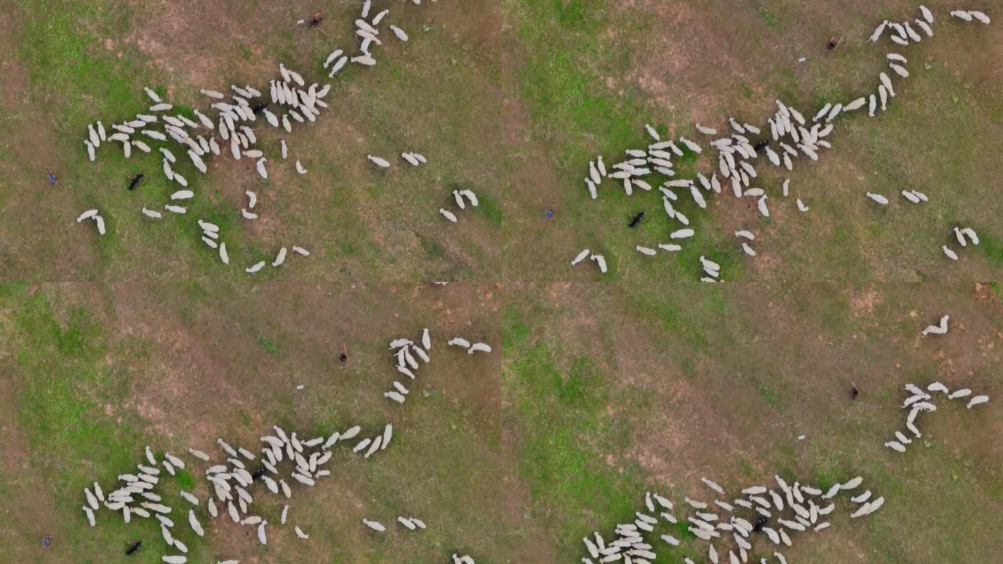 夏季白天牧民在草原上放羊正上方航拍视角