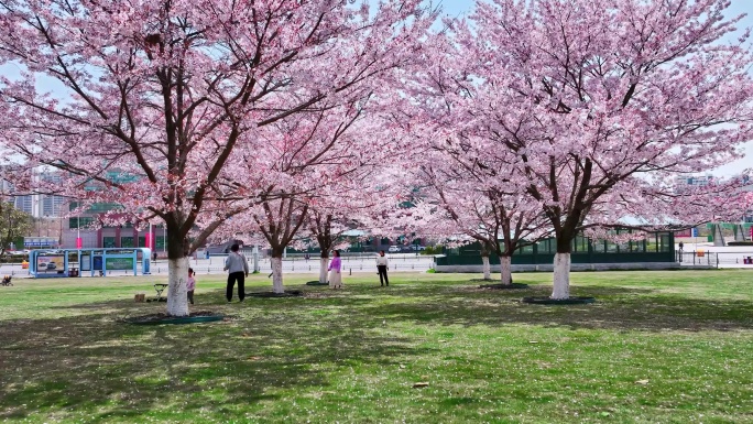 樱花青岛春天西海岸樱花