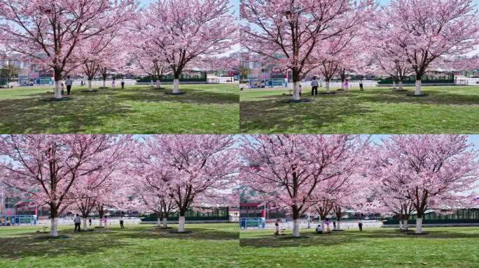 樱花青岛春天西海岸樱花