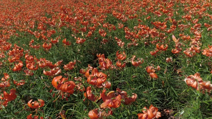 兰州百合花田