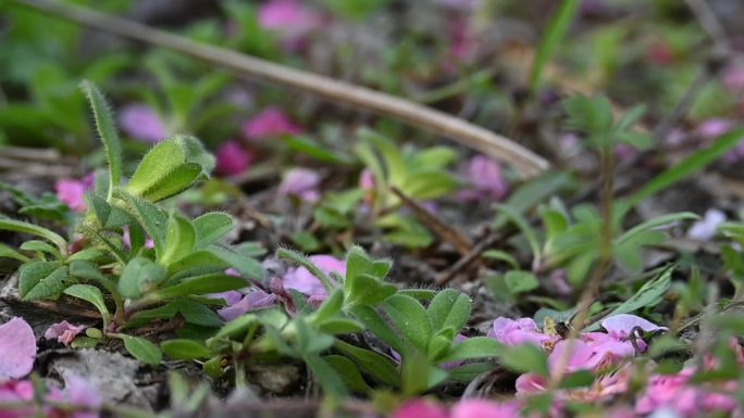 梅花飘落