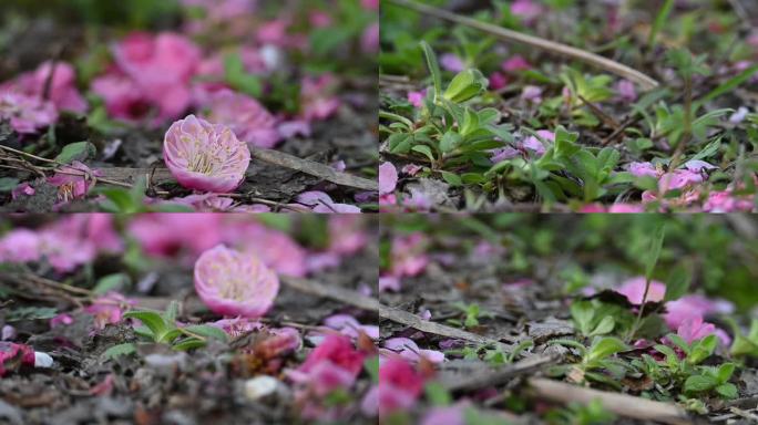 梅花飘落