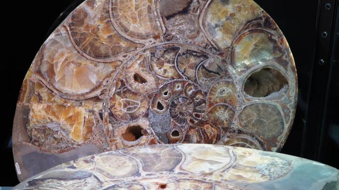 【镜头合集】鹦鹉螺化石远古化石  (2)