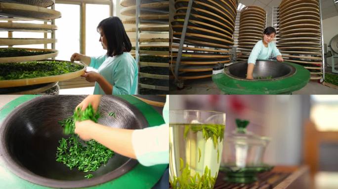 茶叶生产 茶叶加工 做绿茶 炒茶 茶艺师