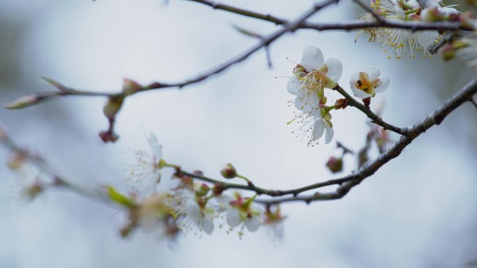 4k冬天腊月梅花唯美空镜