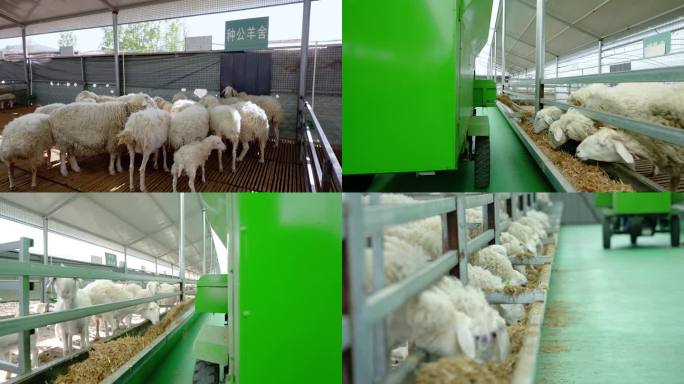 【原创实拍】乡村振兴 养羊 养殖场