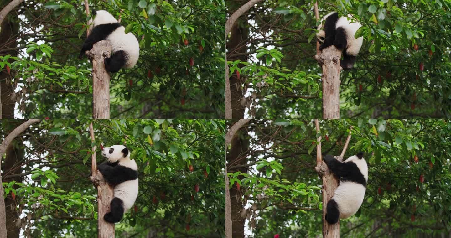 国宝大熊猫幼崽爬树特写