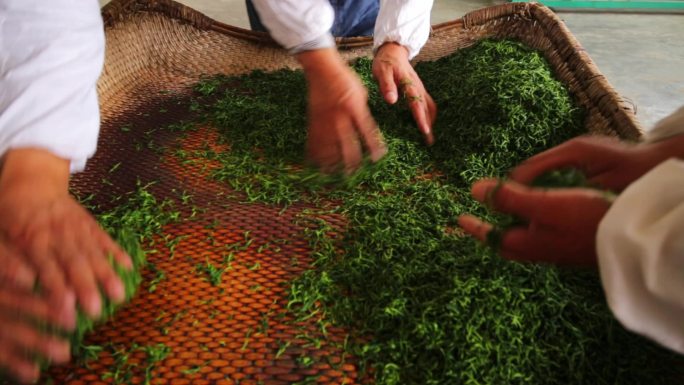 茶叶生产加工