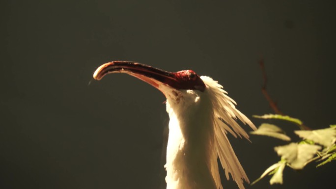 【镜头合集】鹳鹤鹈鹕水鸟海鸟标本(3)