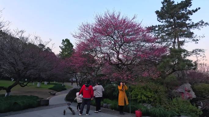 植物园灵峰探梅