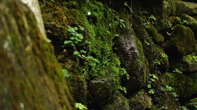 山泉野猫水滴青苔苔藓