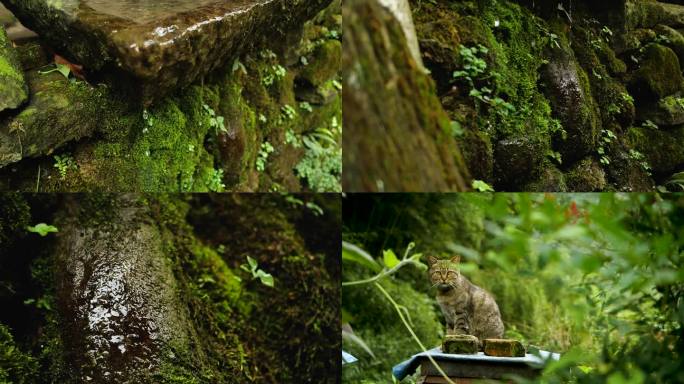 山泉野猫水滴青苔苔藓