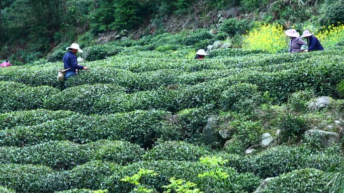 陇南 茶山采茶