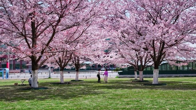 樱花青岛春天西海岸樱花