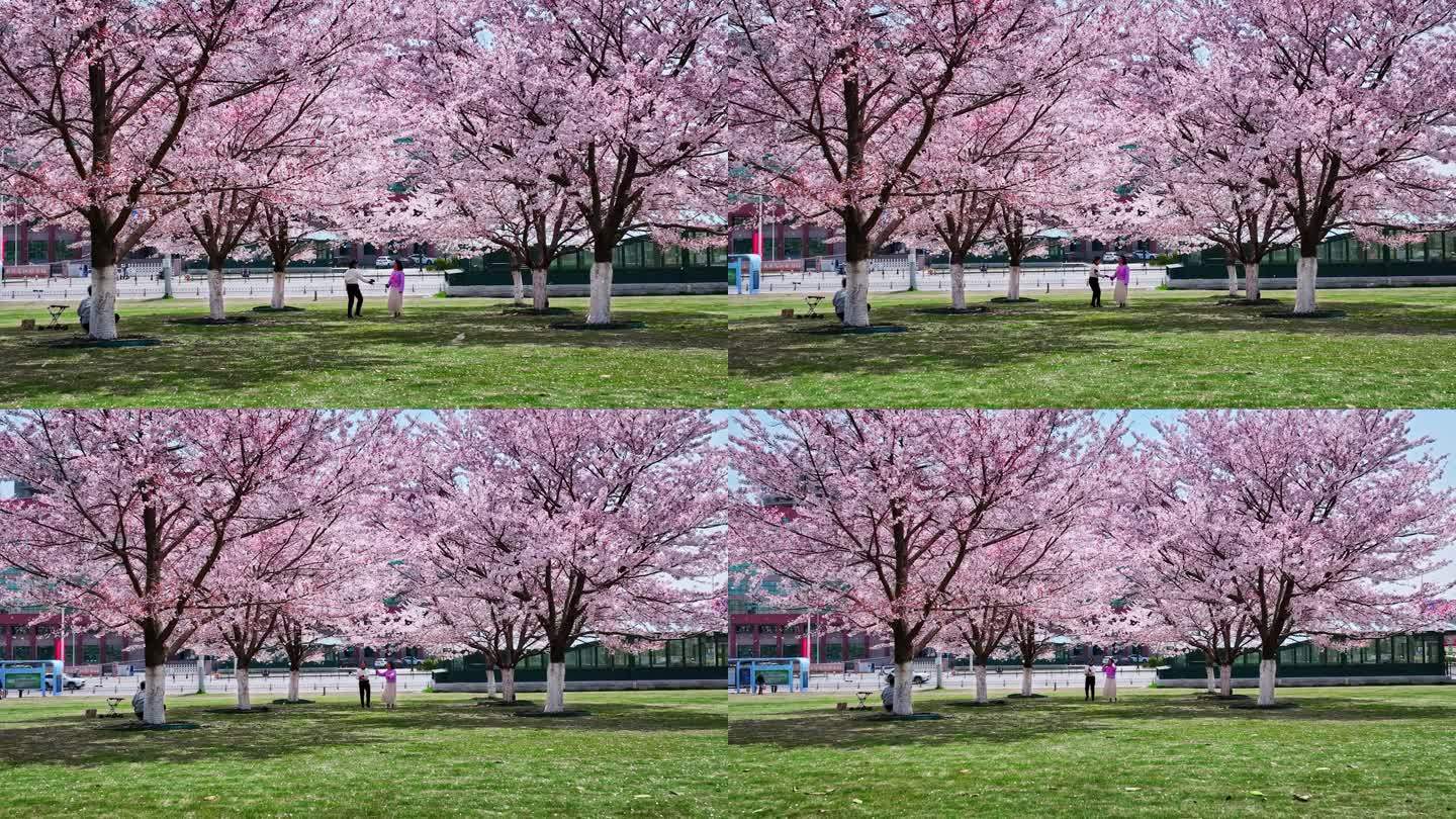 樱花青岛春天西海岸樱花