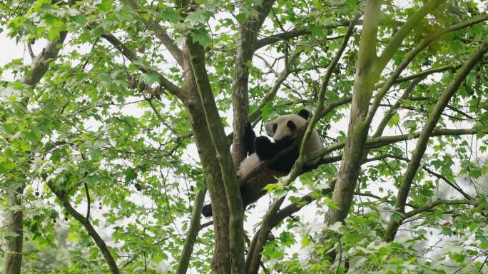 春天野外树上休息的大熊猫