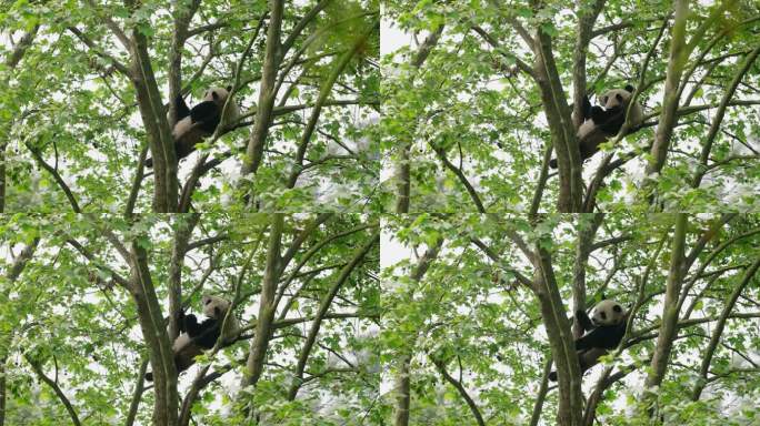 春天野外树上休息的大熊猫