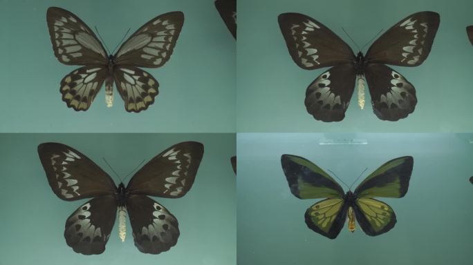 【镜头合集】博物馆蝴蝶昆虫标本模型(2)