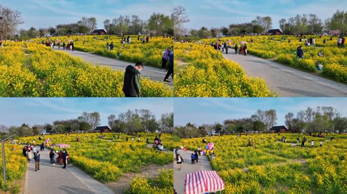 油菜花青岛油菜花游客