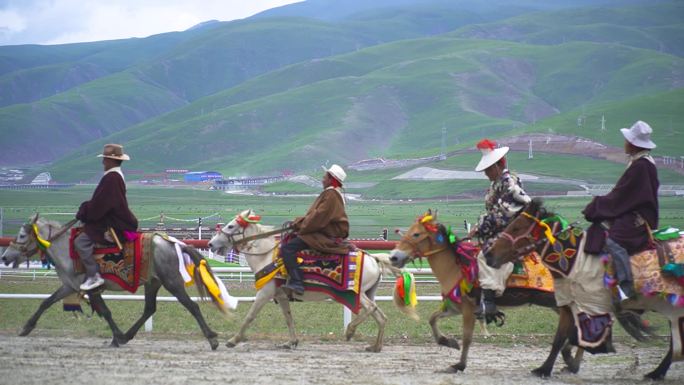 山南赛马节 高原马 西藏马 马匹