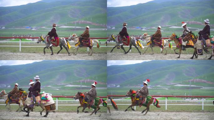 山南赛马节 高原马 西藏马 马匹