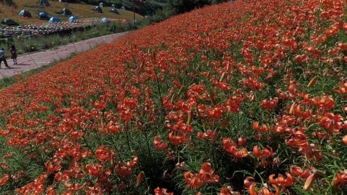 兰州百合花田