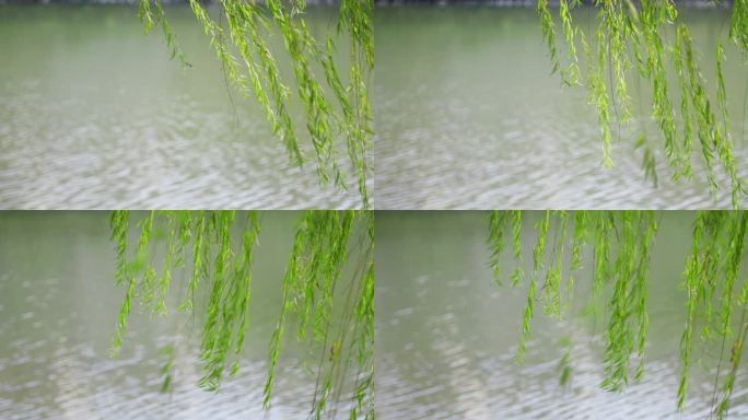 河畔柳树湖畔柳树河边河边水边公园柳树