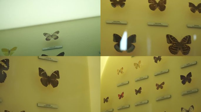 【镜头合集】博物馆蝴蝶昆虫标本模型(1)
