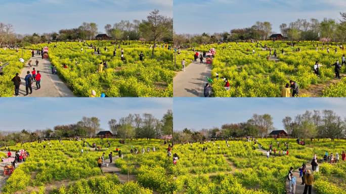 油菜花青岛油菜花游客