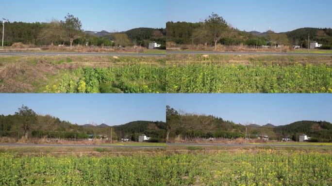 乡村油菜花田乡间小道