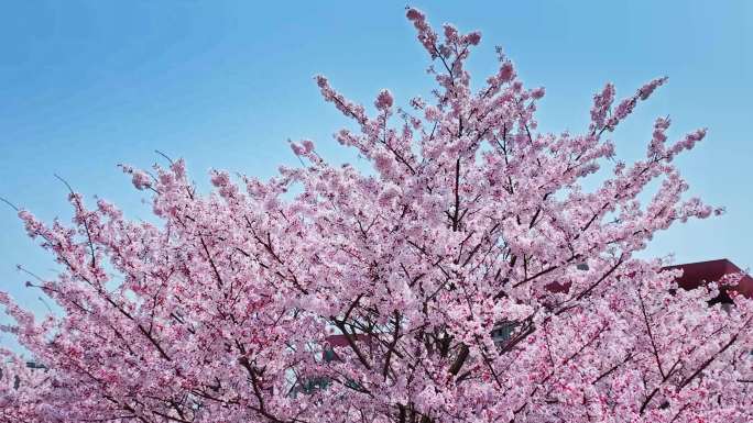 樱花青岛春天西海岸樱花