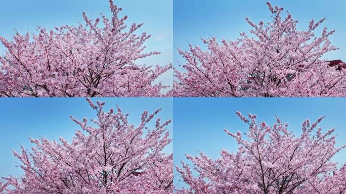 樱花青岛春天西海岸樱花