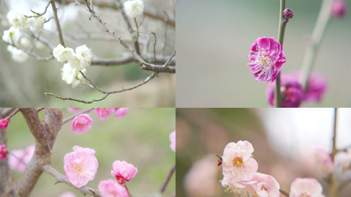 初春多色梅花特写合集4K