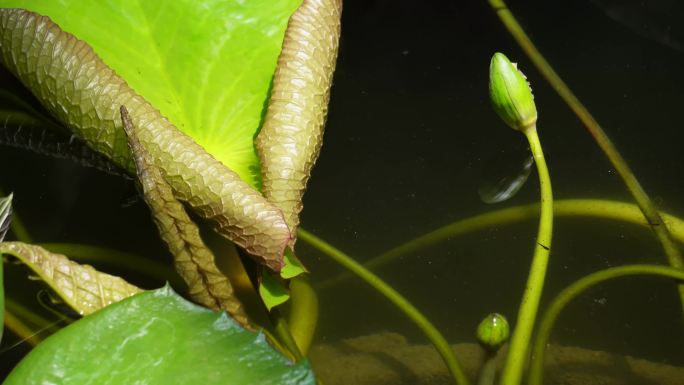 【镜头合集】紫色莲花荷花  (1)