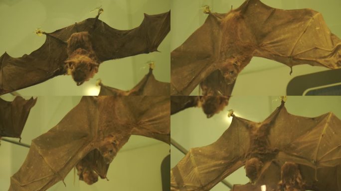 【镜头合集】蝙蝠燕么虎标本模型