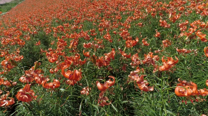 兰州百合花田