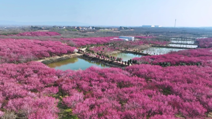 清水湾梅园