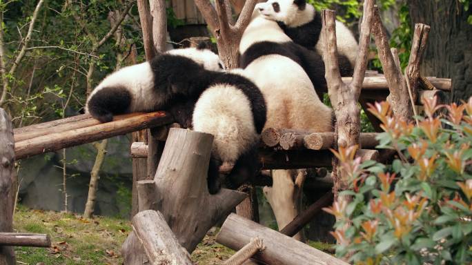可爱的国宝大熊猫幼崽一起玩耍