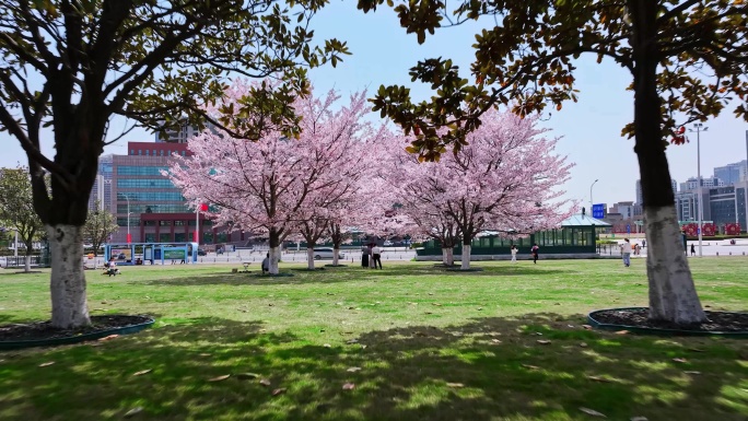 樱花青岛春天西海岸樱花