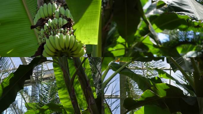 【镜头合集】香蕉树芭蕉树  (1)