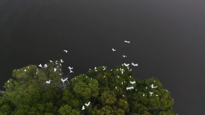 4K航拍群鸟白鹭