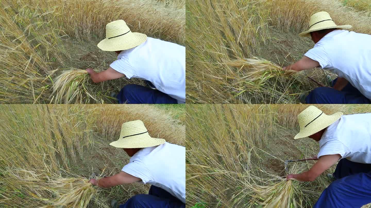 麦地里收割小麦