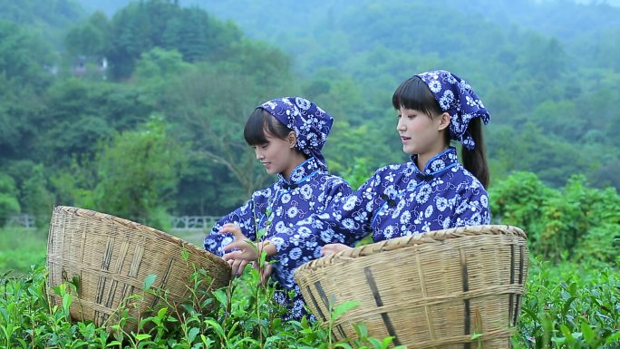 陇南 茶山采茶女