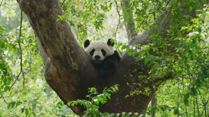 春天野外树上睡觉的大熊猫