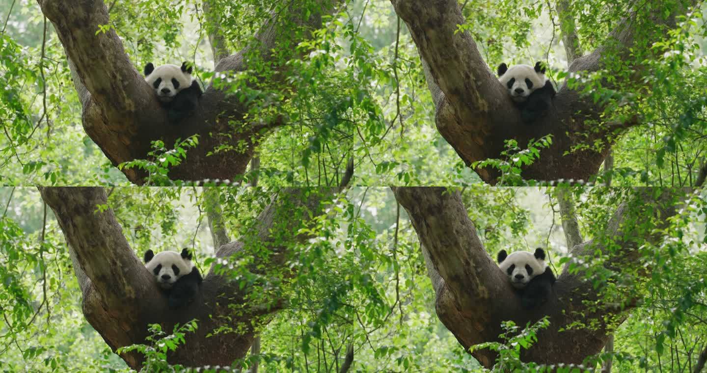春天野外树上睡觉的大熊猫